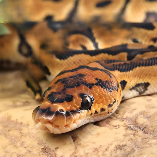 Baby Clown Ball Python