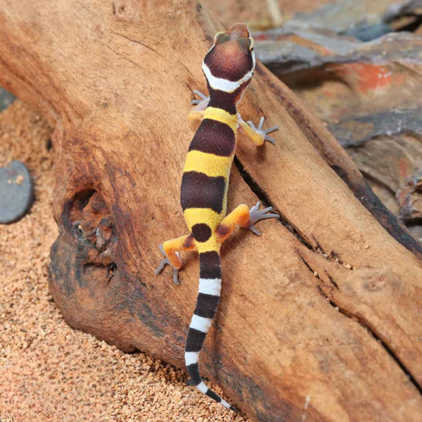 Baby Normal Leopard Gecko - Image 3