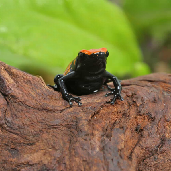 C.B. Orange Splashback Dart Frog - Image 3