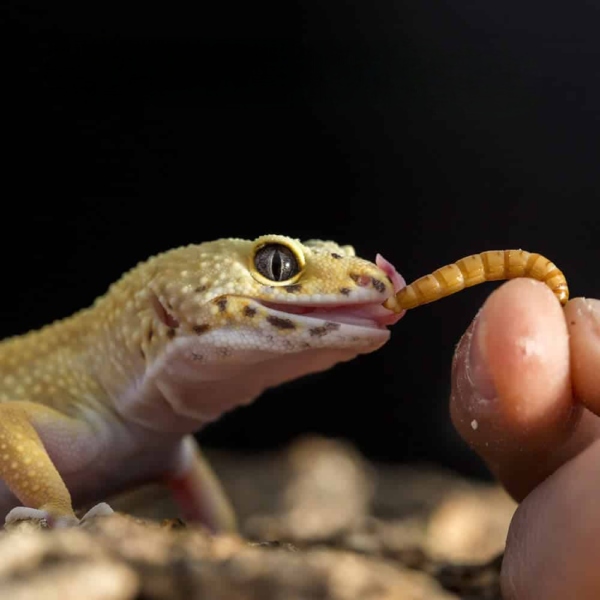 we have Mealworms for sale. - Image 4