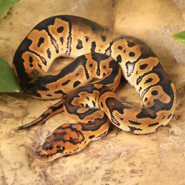 Baby Clown Ball Python - Image 4