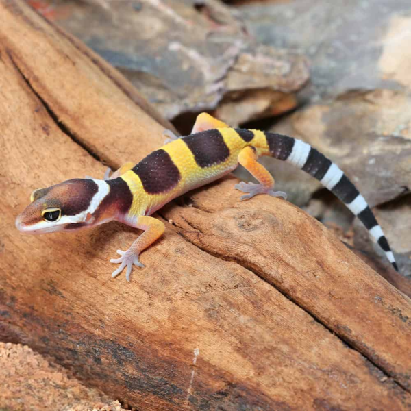 Baby Normal Leopard Gecko