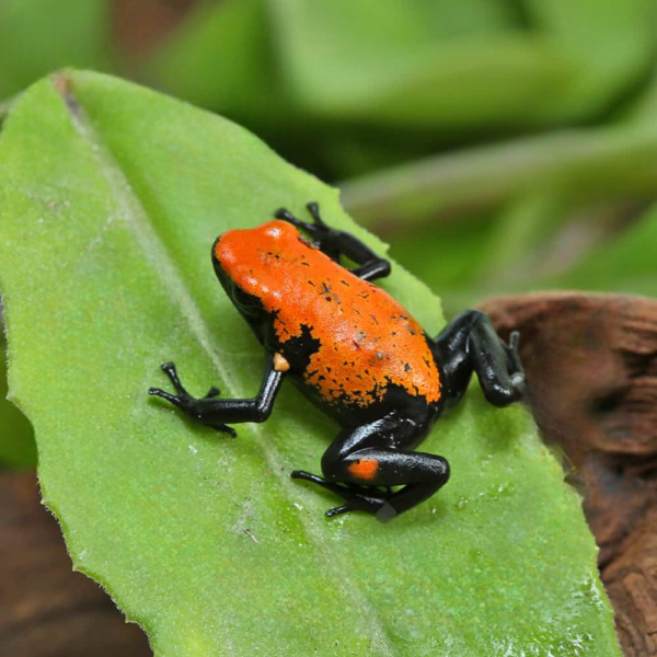 C.B. Orange Splashback Dart Frog