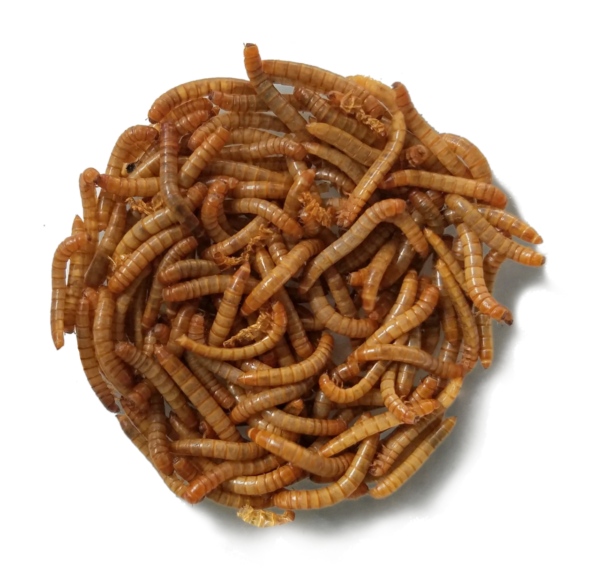 we have Mealworms for sale.