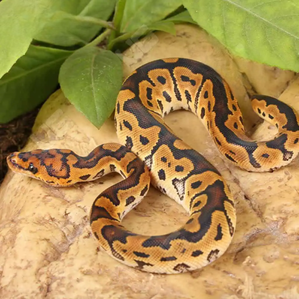 Baby Clown Ball Python - Image 3