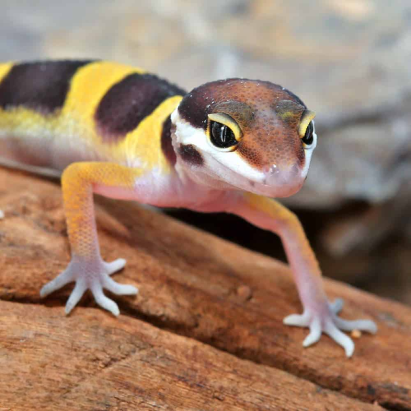 Baby Normal Leopard Gecko - Image 2