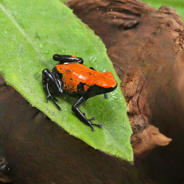 C.B. Orange Splashback Dart Frog - Image 2