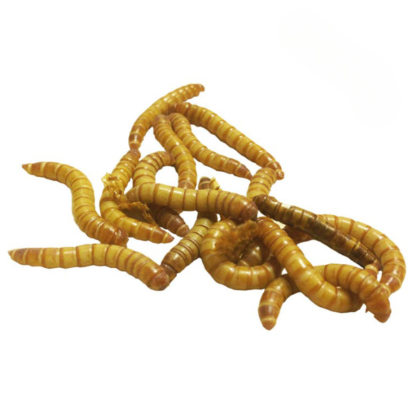 we have Mealworms for sale. - Image 2