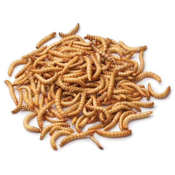 we have Mealworms for sale. - Image 3
