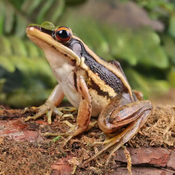 Green Cascade Frog