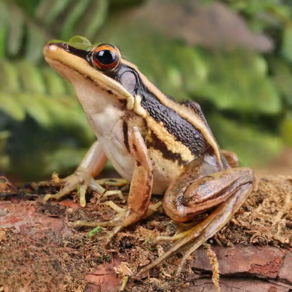 Green Cascade Frog - Image 4