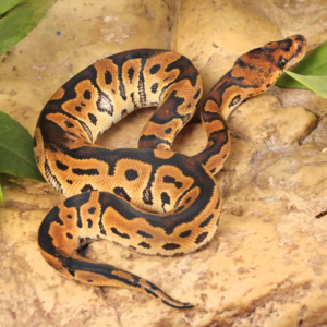 Baby Clown Ball Python available for sale.