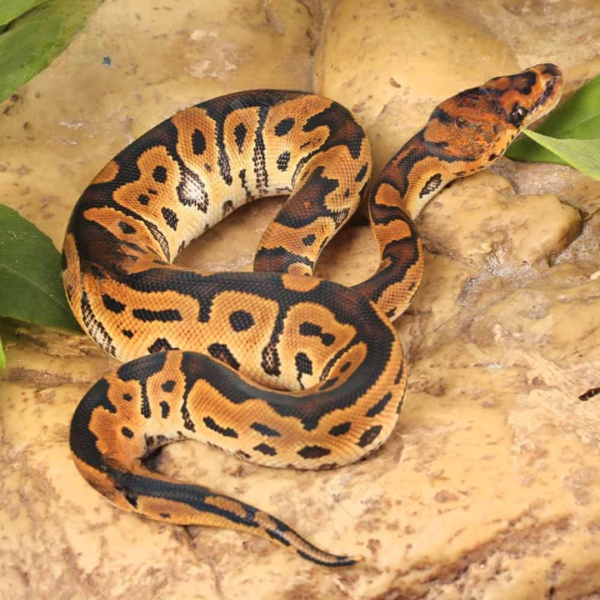 Baby Clown Ball Python available for sale.
