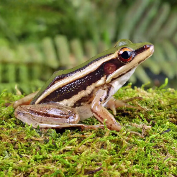 Green Cascade Frog - Image 6