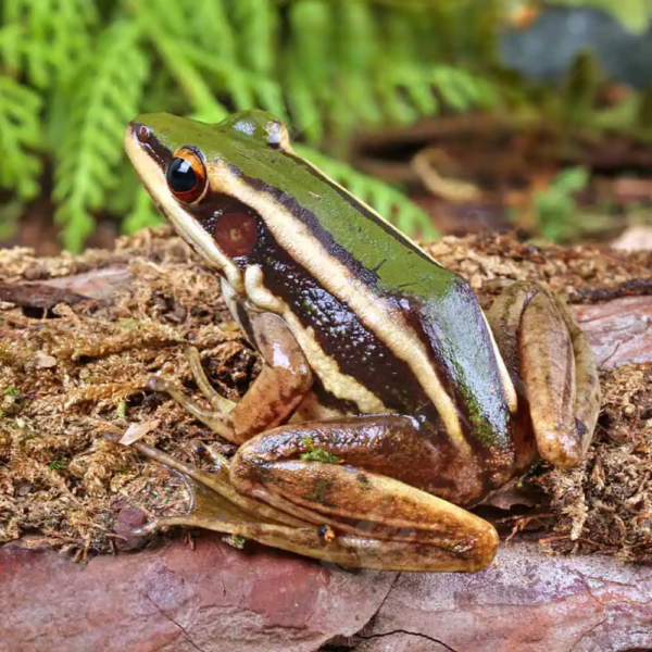 Green Cascade Frog - Image 5