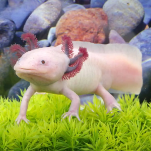 Axolotls