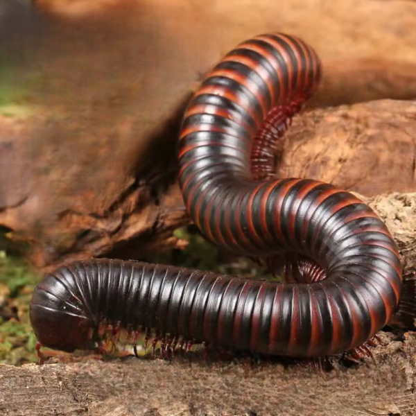 Giant African Millipede for sale. - Image 5