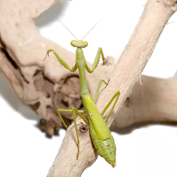 Carolina Praying Mantis for sale. - Image 4