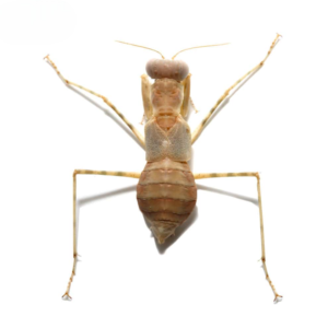 Desert Pebble Mantis for sale.