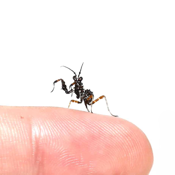 Spiny Flower Mantis for sale. - Image 4