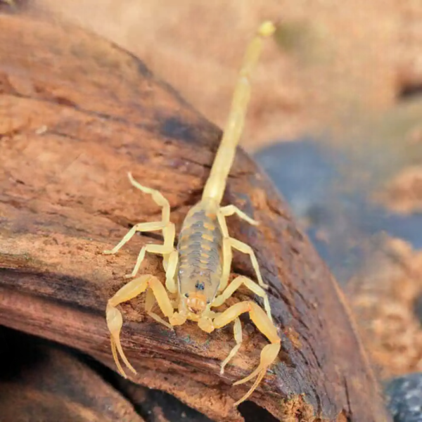 Arizona Bark Scorpion for sale. - Image 4