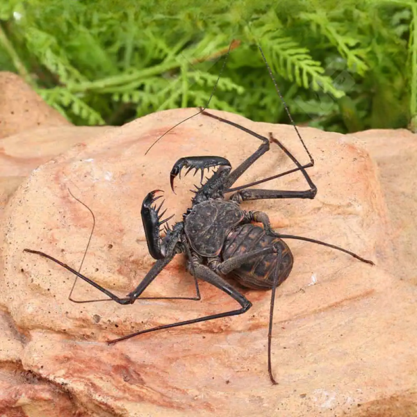 Central American Tailless Whip Scorpion - Image 4