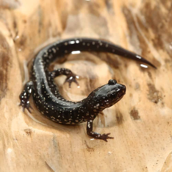 Mississippi Slimy Salamander for sale. - Image 2