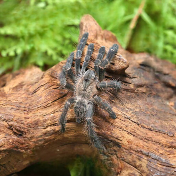 Purple Earth Tiger Tarantula (1 – 1.5”) - Image 4