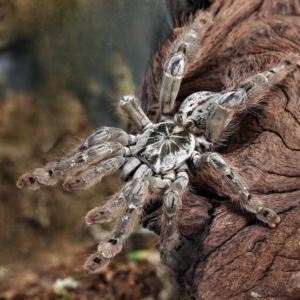 Ornamental Baboon Tarantula (1 – 3”)