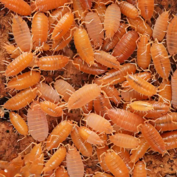 Pruinosus Powder Orange Isopods - Image 4