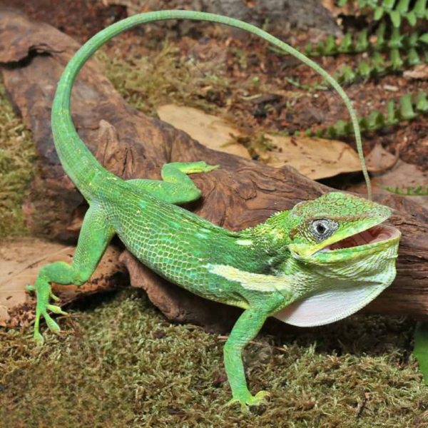 Cuban Knight Anole for sale. - Image 4