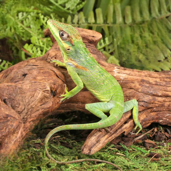 Baby Cuban Knight Anole for sale.