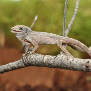 We have a Brown Anole for sale