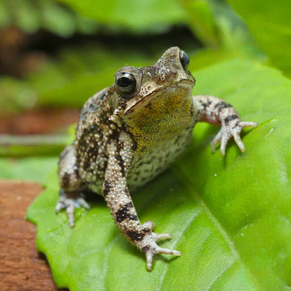 We have Marbled Toad for sale. - Image 3