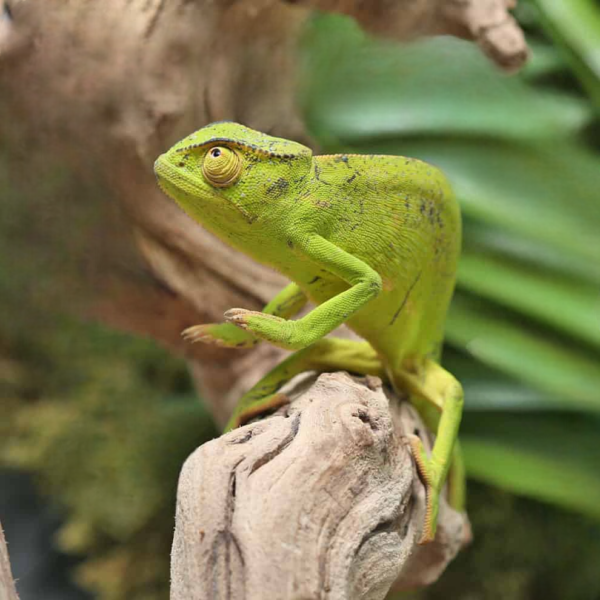 Senegal Chameleon for sale. - Image 4