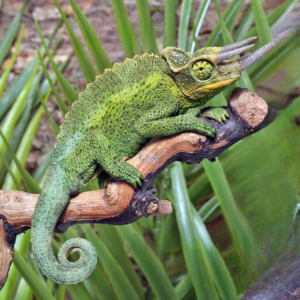 Jackson’s Chameleon for sale.