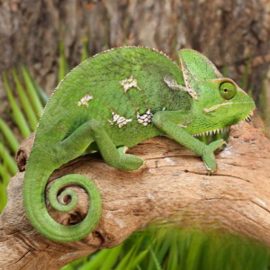 Veiled Chameleon (9-11″) for sale.