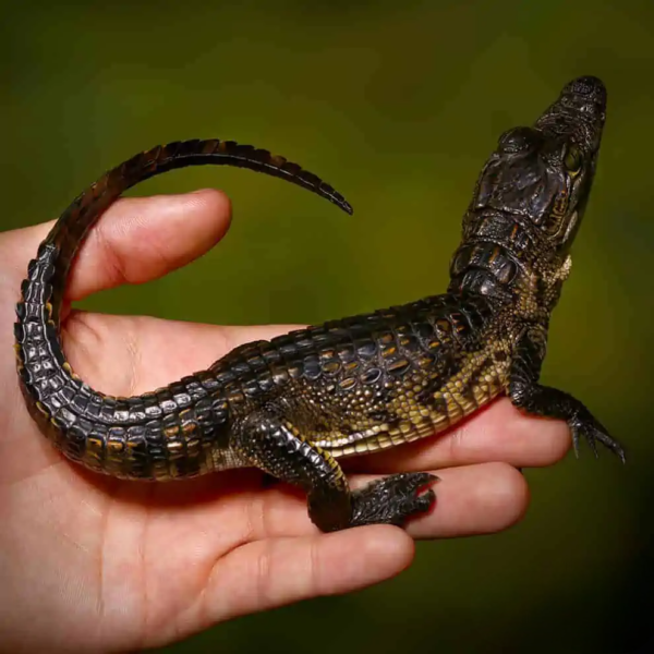 Morelet’s Crocodile for sale. - Image 2