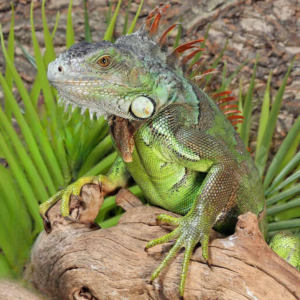 Green Iguana (3 – 4′) for sale.