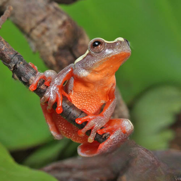 Patternless Triangle Tree Frog