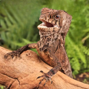 Smooth Helmeted Iguana for sale.