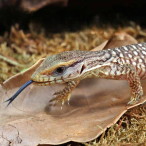 Baby Savannah Monitor for sale.