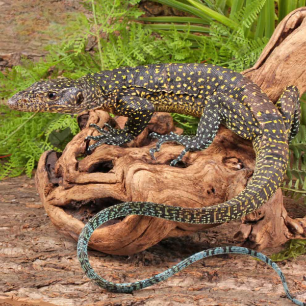 Sub Adult Blue Tail Monitor for sale. - Image 2