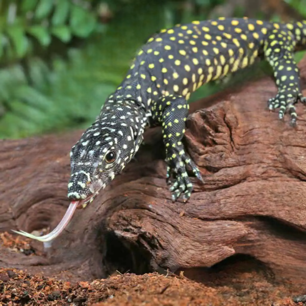Baby Jayapura Pastel Blue Tail Monitor - Image 2