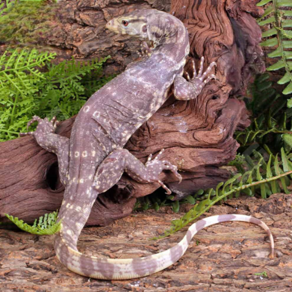 Albino Asian Water Monitor for sale. - Image 2
