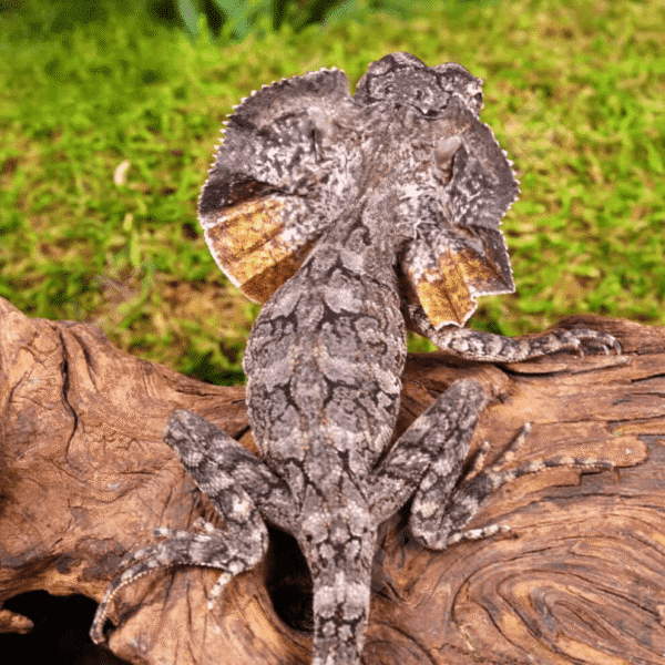 We have a Baby Frilled Dragon for sale. - Image 5