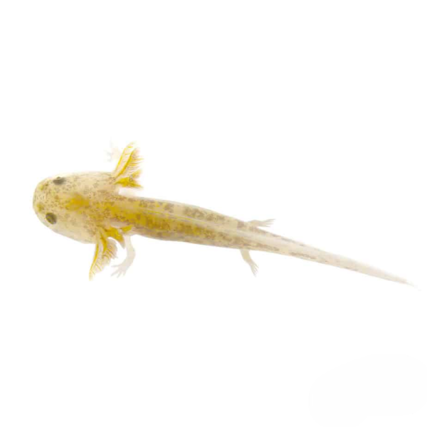 Copper Axolotl - Image 2