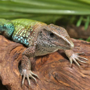 We have Green Ameiva Ameiva for sale sale.