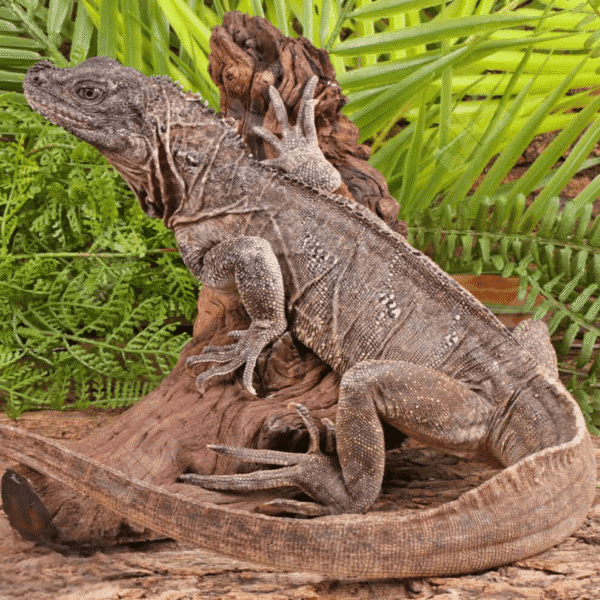 Adult Weber’s Sailfin Dragon for sale. - Image 2