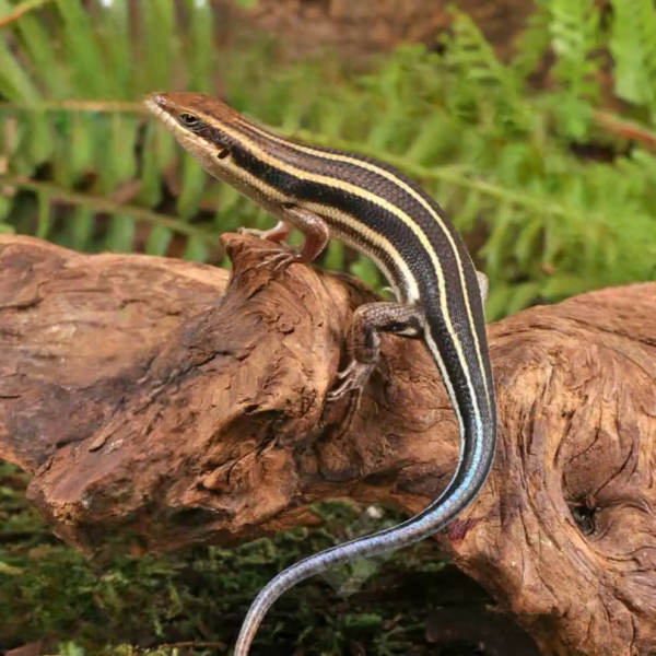 African Blue Tail Skink for sale. - Image 5